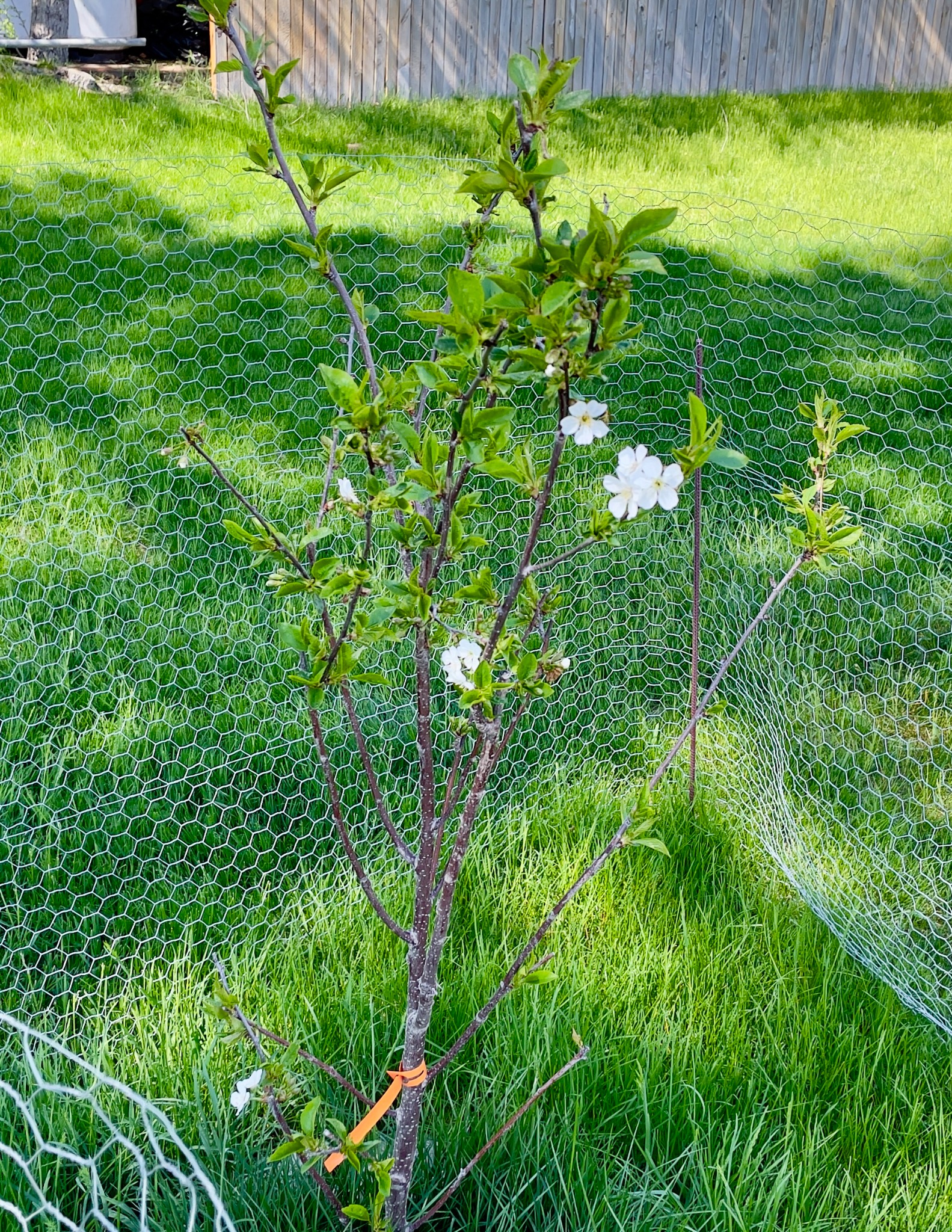 A small tree with white flowers, surrounded by a chicken wire fence.
