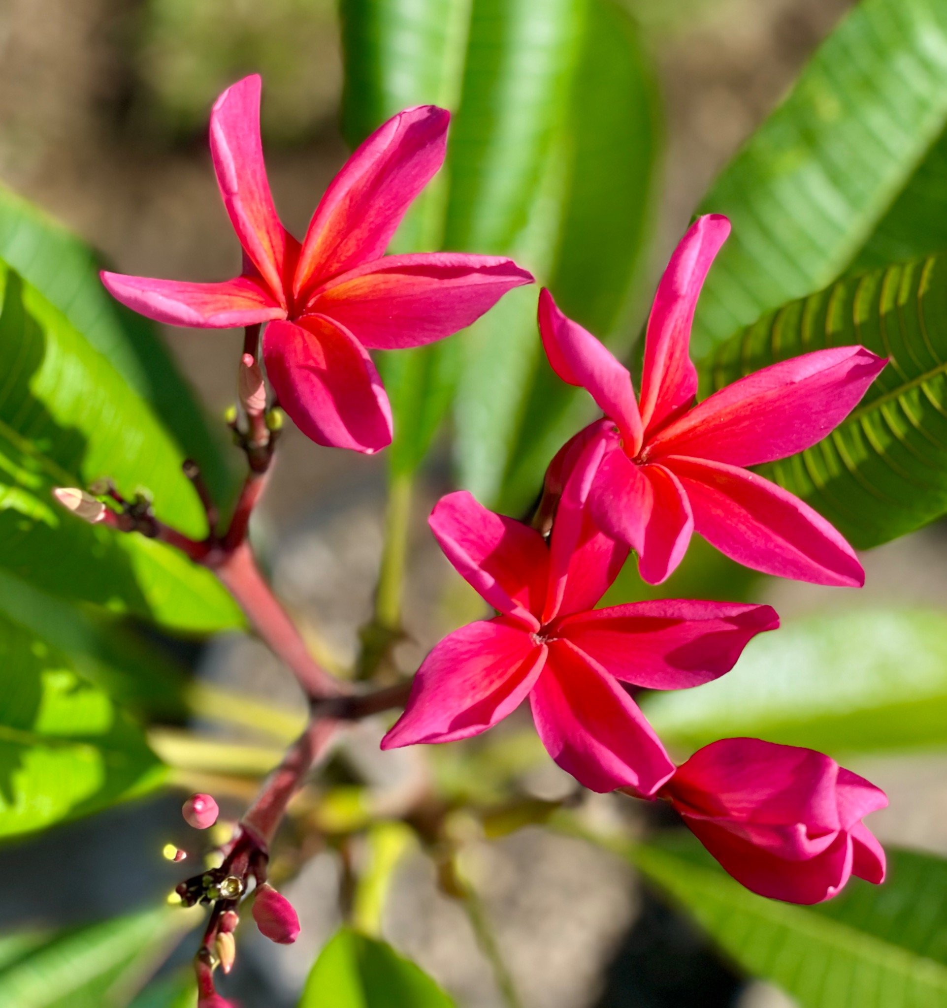 Pink flowers in bloom